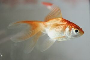 Aquarium Wonders Keeping Fish in Captivity