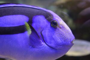 Fish and Humans A Symbiotic Relationship