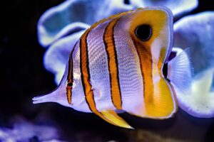 Fishing for Knowledge A Deep Dive into Fish