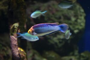 The Deep Sea Fish Survivors of the Abyss