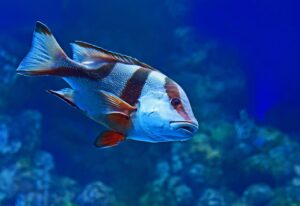 The Evolution of Fish From Sea to Freshwater