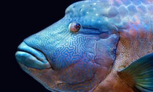The Fastest Swimmers A Look at the Speediest Fish