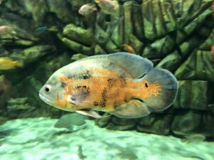 The Mysterious World of Freshwater Fish