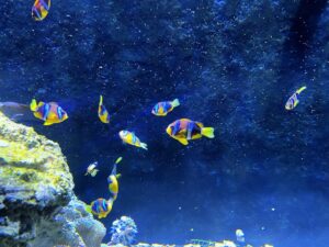 The Role of Fish in Marine Ecosystems